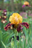 Iris 'Peking Summer', a tall bearded iris