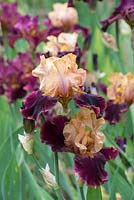 Iris 'Rustic Royalty', a tall bearded iris