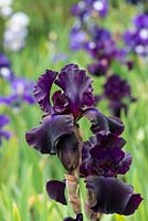 Iris 'Superstition', a tall bearded iris