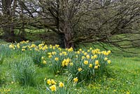 Naturalised daffodils in Wales, self-seeding with golden celandines.