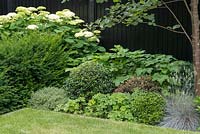 View of border in modern garden, with flowering Hydrangea arborescens 'Annabelle' and topiary sphere of Osmanthus burkwoodii.