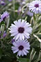 Olearia 'Henry Travers'