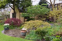 A spring garden and patio with acers and flowering Viburnum