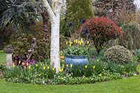 A mixed spring border with Betula - Silver Birch - underplanted with tulips, photinia and variegated holly.