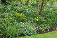A shady spring border with dicentra, hellebores, bluebells and grape hyancinth.