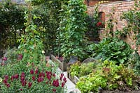 Small potager enclosed by wall and trellis, contains raised beds filled with veg: climbing beans trained up
cane wigwams, lettuce, rhubarb and Antirrhinum majus - snapdragons