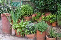 Assorted chimney pots and clay pipes planted with various different herbs