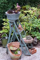 A rescued wooden step ladder painted and used to display pots of succulents