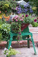 A washing mangle, newly-painted, is transformed into a container planted
 with lobelia, petunias, begonias, busy lizzies and Rhodochiton - trailing purple bell vine.
