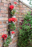 Wall planter with red pelargoniums