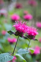 Monarda didyma 'Pink Lace', bergamot or bee balm, an herbaceous perennial 
with aromatic foliage, and bearing whorls of pinks flowers 