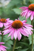 Echinacea purpurea - coneflower - an herbaceous perennial bearing flowers
 with prominent brown domes edged in pink, reflexed petals
