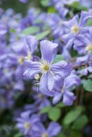 Clematis 'Blue Angel' - syn. 'Blekitny Aniol' - a medium sized deciduous 
climber with crinkled pale blue flowers
