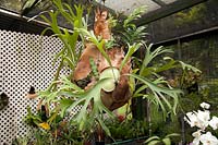 Platycerium - stag's horn fern - hanging in shade house
 