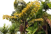 Caryota mitis - fishtail palm 