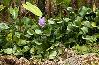Eichhornia crassipes - water hyacinth 