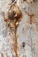 bark of Melaleuca styphelioides 