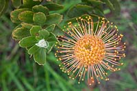 Protea - king's protea