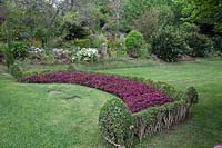 Curved bed or border next to Iresine herbstii 'Brilliantissima' 
with background of terraced borders and trees
