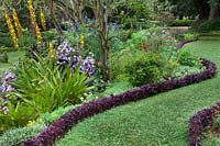 Curved grass path edged with Iresine herbstii in Palheiro's Garden, Funchal, Madeira