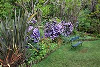 Brunfelsia pauciflora and bench. Palheiro's garden, Funchal, Madeira