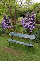Bench in front of Brunfelsia pauciflora. Palheiro's garden, Funchal, Madeira