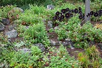 Aeonium arboreum 'Schwarzkopf' and geranium. Palheiro's Garden, Funchal Madeira