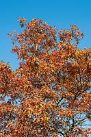 Quercus falcata - Spanish Oak  