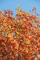 Quercus falcata - Spanish Oak