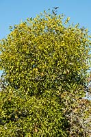 Viscum album - Mistletoe growing in a Malus aldenhamensis tree