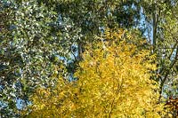 Carya aquatica - Swamp Hickory - Eucalyptus cordata subsp. quadrandgulosa and Eucalyptus dalrympleana - Mountain Gum.