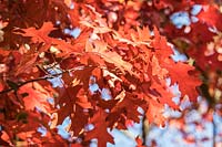 Quercus coccinea 'Splendens' - Scarlet Oak 'Splendens'