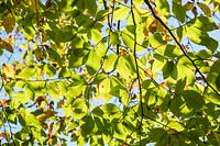 Fagus sylvatica 'Latifolia' - Beech tree
