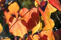 Cercis canadensis 'Forest Pansy' 