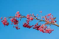 Sorbus 'Rose Queen' berries