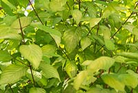 Cornus sericea subsp. occidentalis 'Sunshine' 