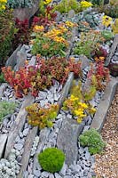 Succulents in gravel and slate beds