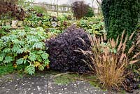 View of border of mixed shrubs in cottage garden.