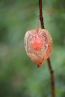  Physalis alkekengi - Skeletal seed pod with orange fruit within