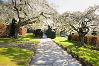 White cherries form a blossomy canopy over the path at Plas Brondanw, Penrhryndeudraeth, Gwynedd, Wales