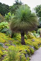 Xanthorrhoea glauca, the grass tree, amongst other bold foliage plants including palms, succulents and bananas on a dry, sunny slope