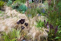 Stipa tenuissima washes in and out of planting on a sunny bank including Leucadendron 'Safari Sunset', eucomis, Agapanthus inapertus, aeoniums and other succulents
