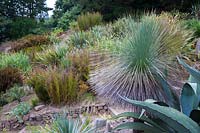 Bold foliage plants on dry banks include the grass tree, Xanthorrhoea glauca, agaves, restios and palms