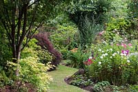 A meandering grass path winds between borders planted with acers and, on the right, roses and white phlox.