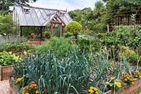 A potager of raised beds planted with vegetables. In one, there is companion planting of onions interspersed with French marigolds to repel whitefly. Behind, greenhouse.