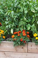 A raised bed with capsicum plants mingling with French marigolds, a companion planting to repel whitefly.