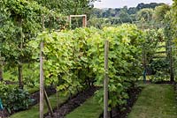 A country kitchen garden with grape vines and trained apple trees.