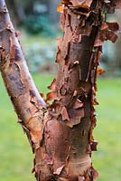 Acer griseum -  Paperbark Maple