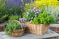 A woven wicker Herb Basket planted with common thyme, curry plant, chervil, sage, chamomile, oregano, chives and Viola 'Starry Night'.