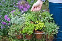 Person holding a vintage pot holder of herbs with thyme, curry plant, chervil, sage, chamomile, oregano, chives and viola.